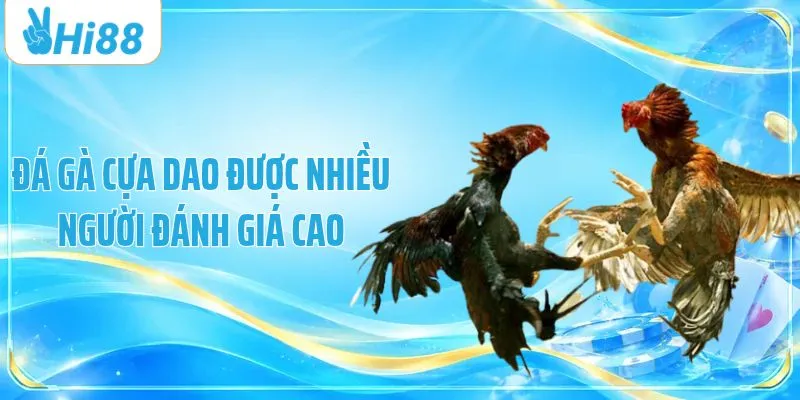 Đá gà cựa dao được nhiều người đánh giá cao
