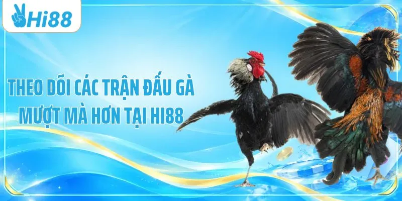Theo dõi các trận đấu gà mượt mà hơn tại HI88
